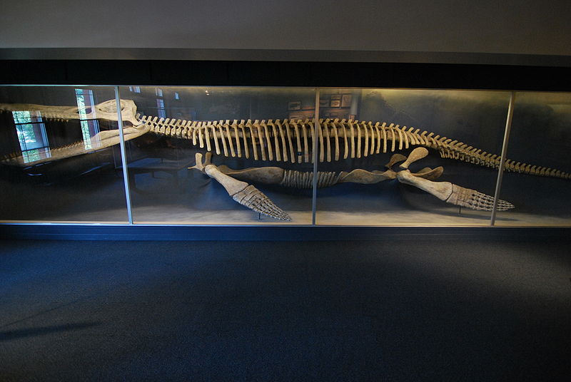 Arquivo: Harvard museu de história natural 2.JPG
