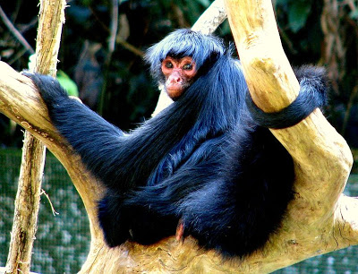 File:Macaco-aranha-cara-vermelha.jpg - Wikimedia Commons