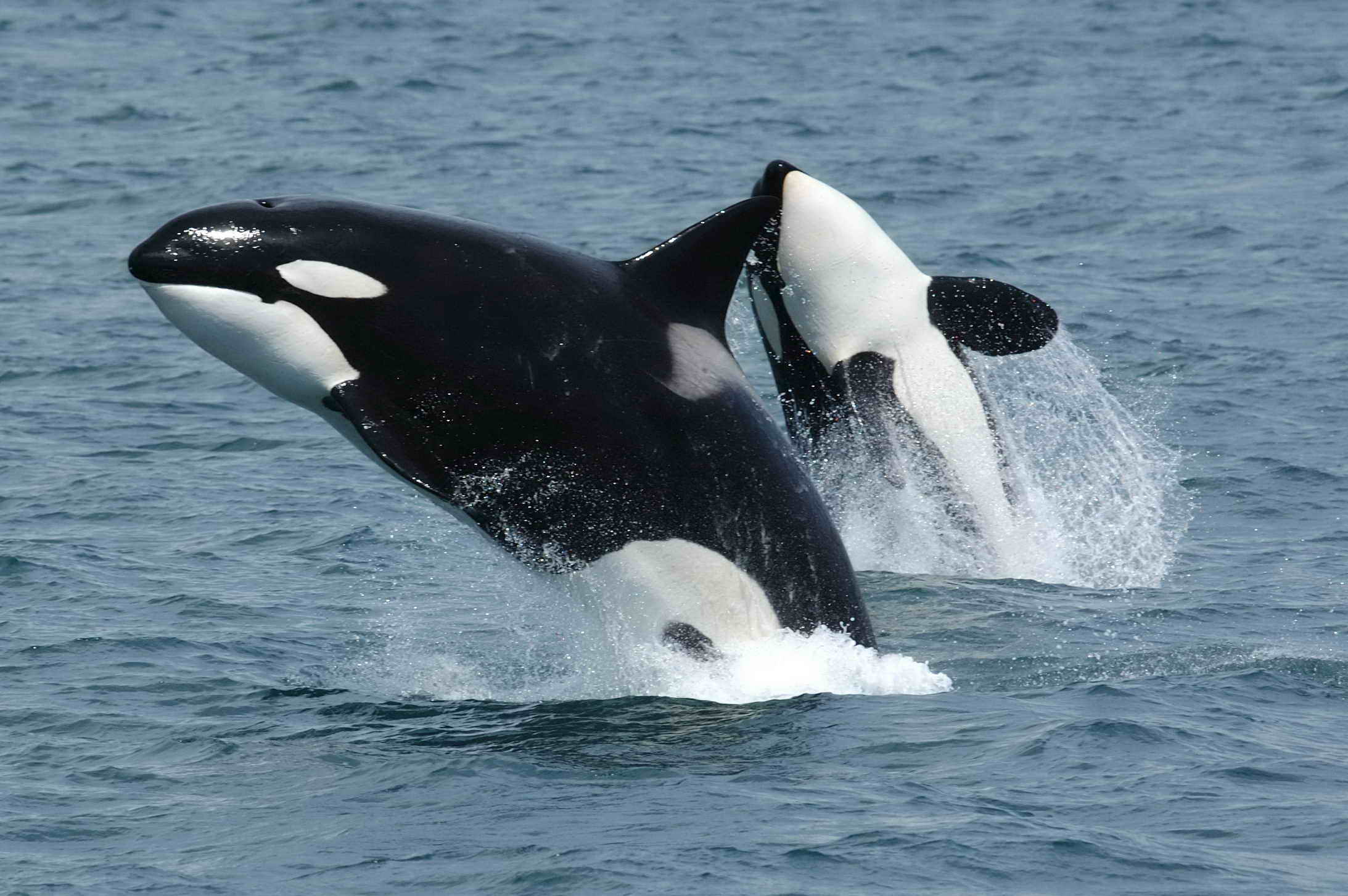Ficheiro:Killerwhales jumping.jpg