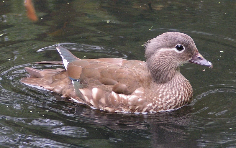 Ficheiro:Female Mandarin Duck 800.jpg