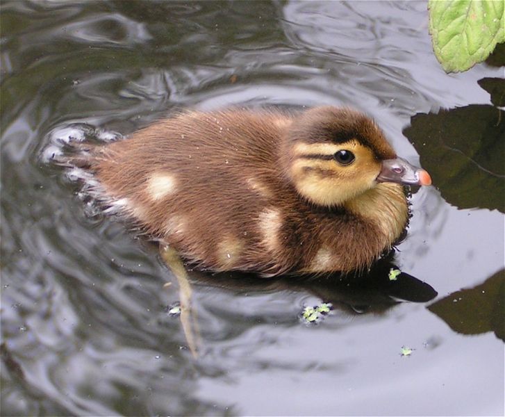 Ficheiro:Mandarin duckling 800.jpg