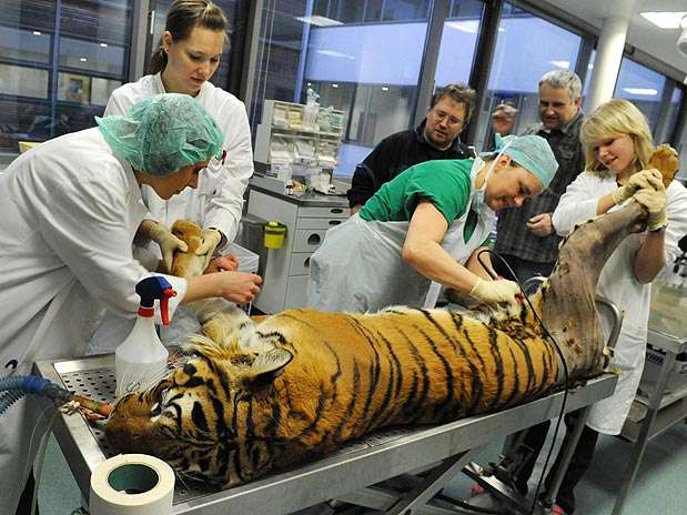 Operação ocorreu depois que o felino começou a sofrer de artrite  Foto: AFP