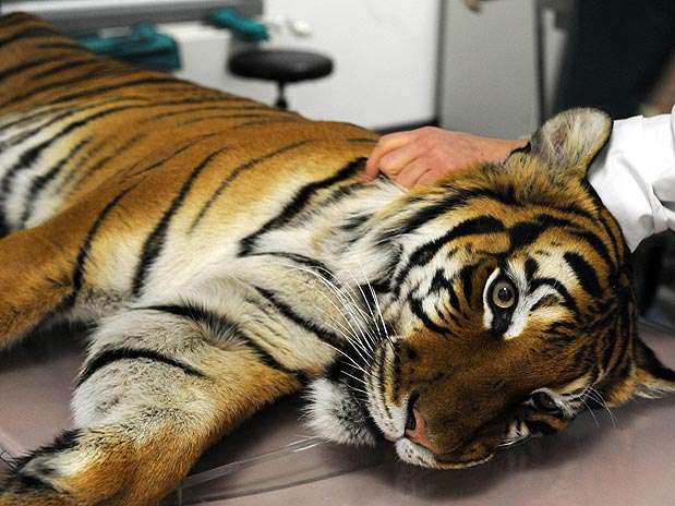 A tigresa voltou para o zoológico logo depois da operação e se recupera em uma jaula separada em Halle  Foto: AFP