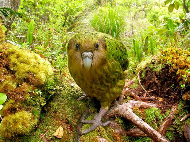 A foto de uma espécie de papagaio da Nova Zelândia registrada por Shane McIness venceu o concurso na categoria Extinto na natureza ou sob grave ameaça  Foto: Shane McInnes - The World Rarest Birds /Divulgação