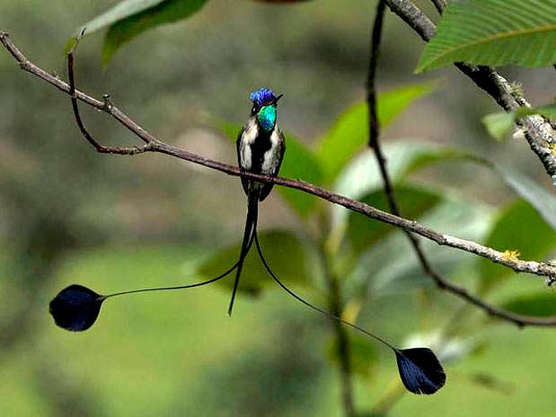 O 3° lugar entre os Pássaros ameaçados foi de Daniel Rosengren, com a foto de um beija-flor do Peru  Foto: Daniel Rosengren - The World Rarest Birds /Divulgação