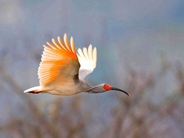 Li Quan Min fotografou um íbis-do-Japão voando e venceu a categoria Pássaros ameaçados  Foto: Li Quan Min - The World Rarest Birds /Divulgação