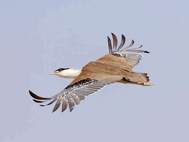 A foto de uma abetarda indiana voando ficou com o 4° lugar entre os Pássaros ameaçados  Foto: Csaba Barkoczi - The World Rarest Birds /Divulgação