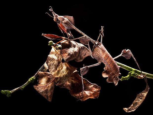 A espécie Gongylus gongylodes encontra uma excelente camuflagem entre as folhas mortas  Foto: Barcroft Media/Getty Images