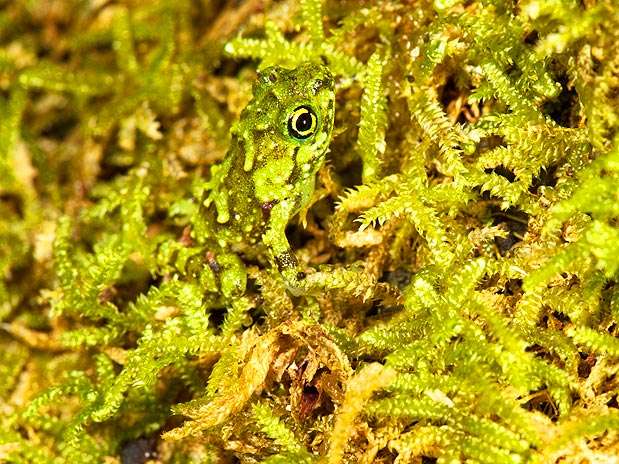 Invisível: sapo da espécie Platypelis grandis se esconde em musgo no Parque Nacional da Península Masoala  Foto: Barcroft Media/Getty Images