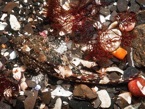 Uma rocha serve como camuflagem para este escorpião do mar na Ilha de Skye  Foto: Barcroft Media/Getty Images
