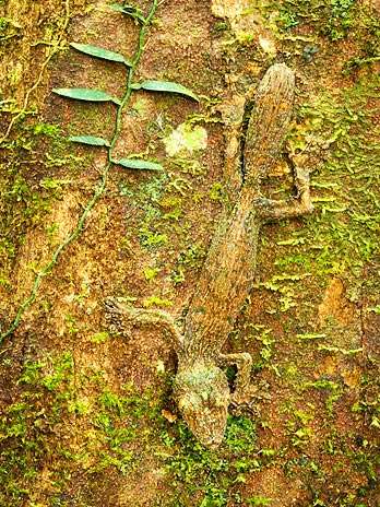 Lagarto se camufla perfeitamente em tronco de árvore, com a ajuda de musgos, em uma floresta tropical no Parque Nacional da Península Masoala,nordeste de Magagascar  Foto: Barcroft Media/Getty Images