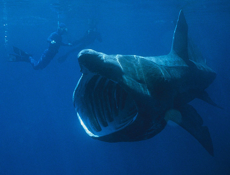 Ficheiro:Basking Shark.jpg