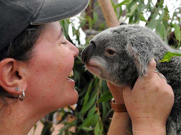 Karen Nilsson, do Santuário Lone Pine, acalma um dos coalas de Brisbane  Foto: Torsten Blackwood/AFP