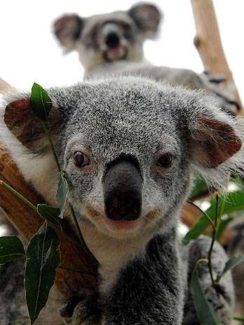 Alguns dos coalas foram contaminados pela poluição trazida pelas enchentes  Foto: Torsten Blackwood/AFP