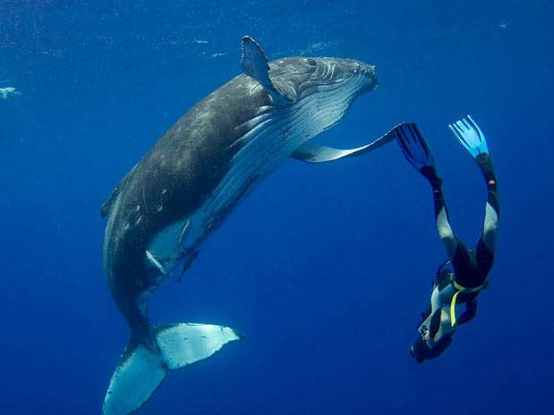 Filhote de baleia jubarte brinca com o cameraman britânico Roger Munns, em Tonga  Foto: Barcroft Media/Getty Images