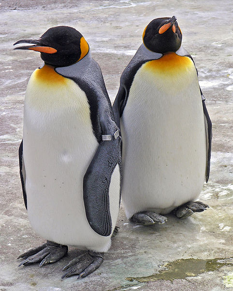 Ficheiro:Penguins Edinburgh Zoo 2004 SMC.jpg