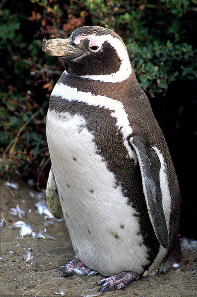 Ficheiro:Magellanic-penguin02.jpg