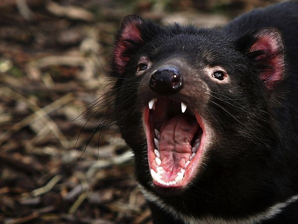 Photo: Tasmanian devil yawning