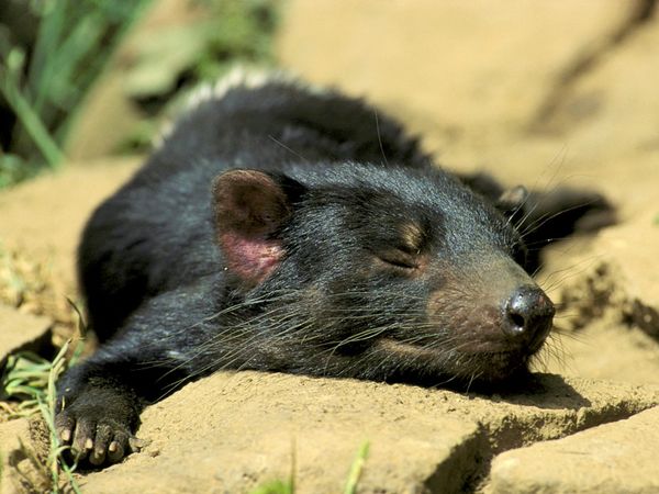 Photo: Sleeping Tasmanian devil