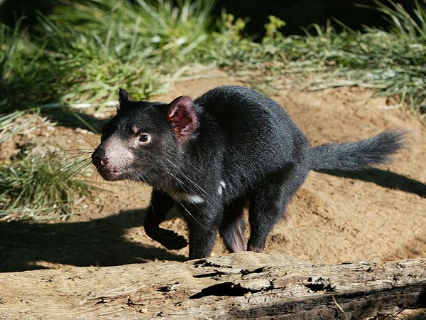 Photo: Running Tasmanian devil