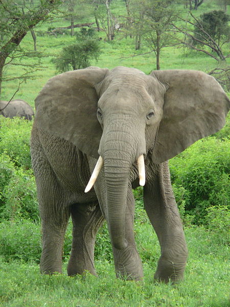 Ficheiro:Elephant near ndutu.jpg