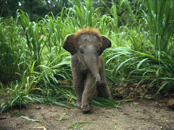 Photo: A baby Asian elephant emerging from tall grass