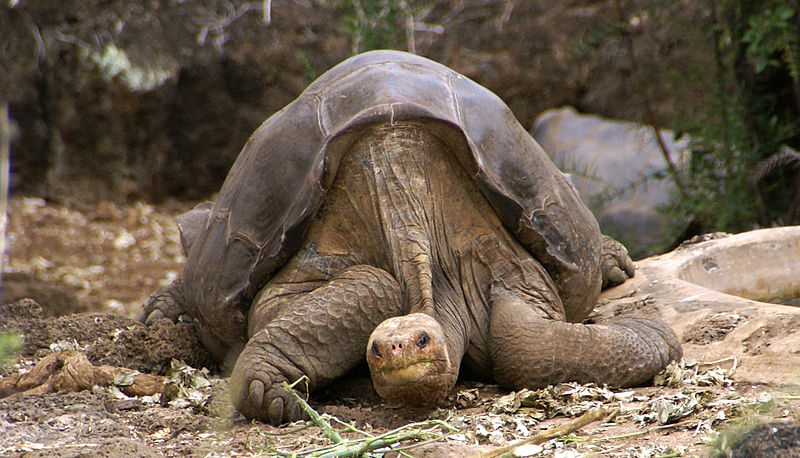 Ficheiro:Lonesome George -Pinta giant tortoise -Santa Cruz.jpg