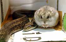 Hamster tira até cochilo nas costas de cobra em zoológico Foto: AP