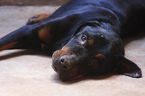 Cão maltratado em canil fechado pela Delegacia de Proteção aos Animais em Ribeirão Preto