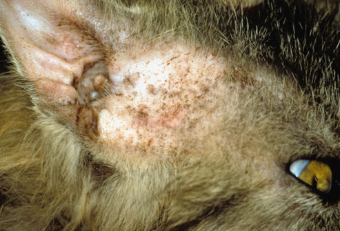 Infecção por fungos Feline no ouvido