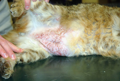 Dermatite alérgica felino