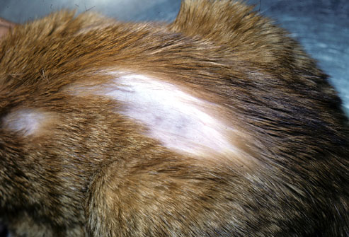 Alopecia Feline