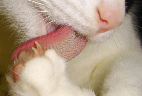 Aliciamento gato, close-up da língua