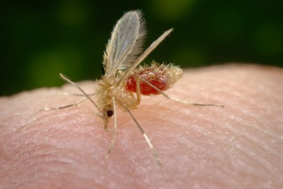 Mosquito-palha