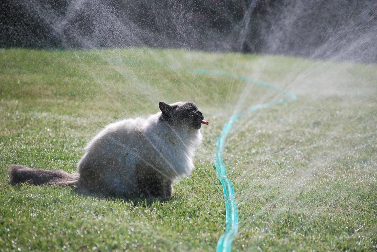 Cats enjoy sprinklers too! #lawn #grass #garden #yard #diy #sprinkler (via http://store.rainbird.com)
