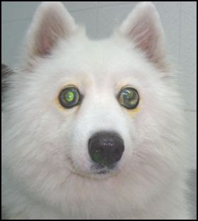 Cão com Glaucoma