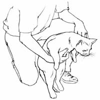 Use sua mão direita para pegar o corpo do gato, de forma que o peito esteja sobre a palma de sua mão.