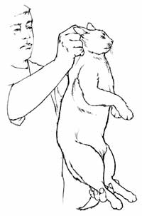 Agarre a sobra de pele na parte atrás do pescoço do gato abaixo das orelhas. Erga o gato.
