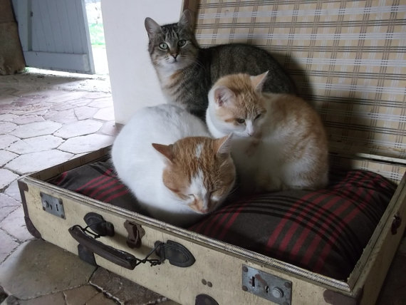 Grande La Belle Epoque Suitcase cama de gato / cão