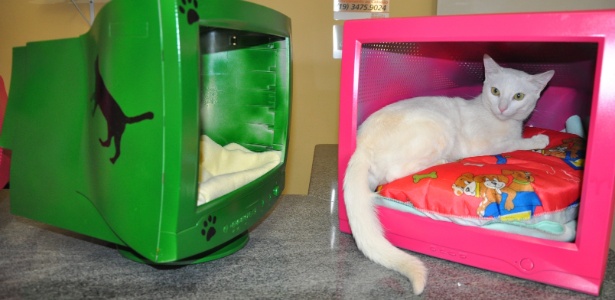 Centro de Controle de Zoonoses de Americana transformou monitores de computador em casa para gatos
