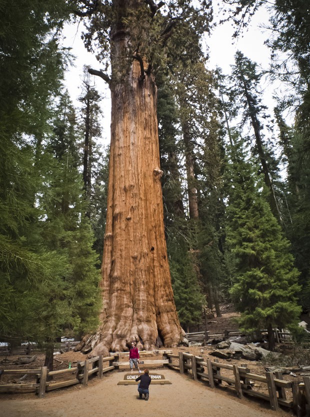 Turistas tiram foto em frente à General Sherman, sequoia de 83 m de altura (Foto: Mladen Antonov/AFP)