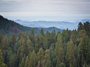 A floresta de árvores gigantes no Sequoia National Park (Foto: Mladen Antonov/AFP)
