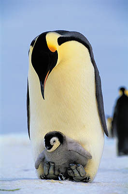 Pingüim