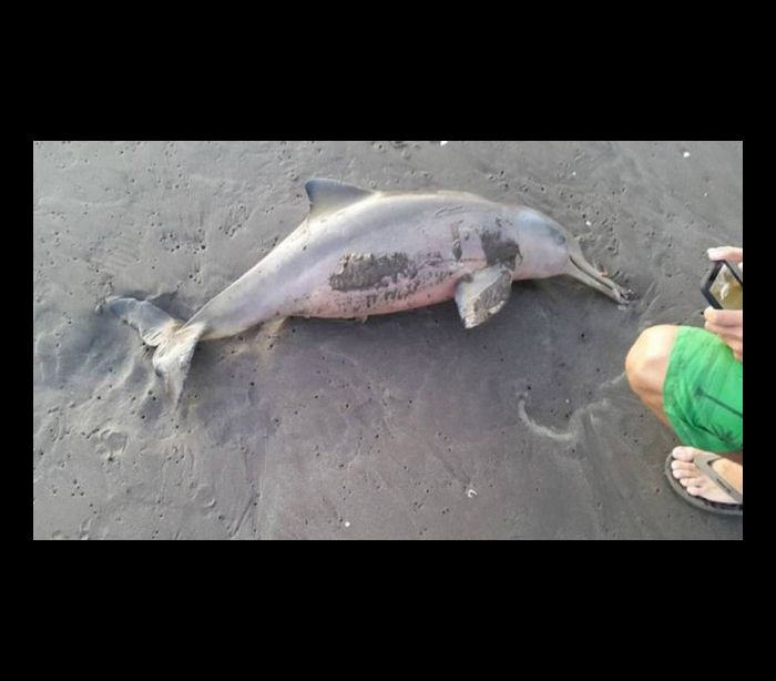 Filhote de golfinho morre ao ser retirado do mar por banhistas para tirar selfie