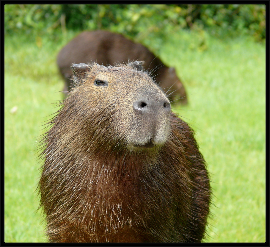 Capivara: entenda mais sobre maior roedor do mundo - eCycle