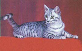 Gatos de Raça: Egyptian Mau.