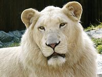 Leão branco macho
