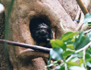 Golden-rumped Lion Tamarin