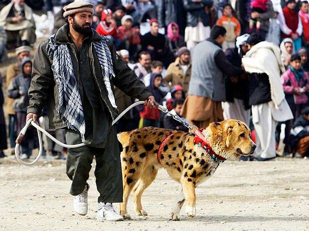 Dono leva seu cão, pintado com pintas pretas, para brigar com outros cachorros, em Cabul  Foto: Reuters