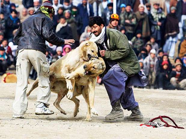 Donos conduzem a briga entre os cachorros, na capital afegã  Foto: Reuters